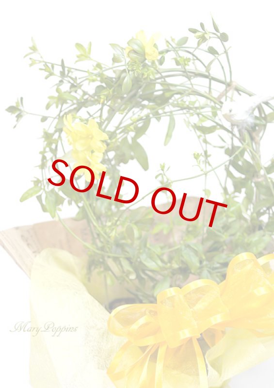 画像4: 黄梅（オウバイ）の鉢植えギフト (4)