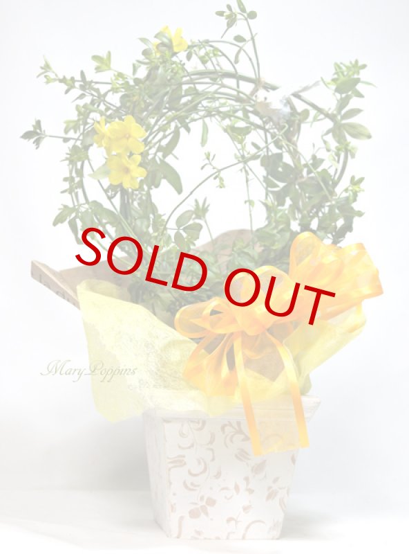 画像3: 黄梅（オウバイ）の鉢植えギフト (3)