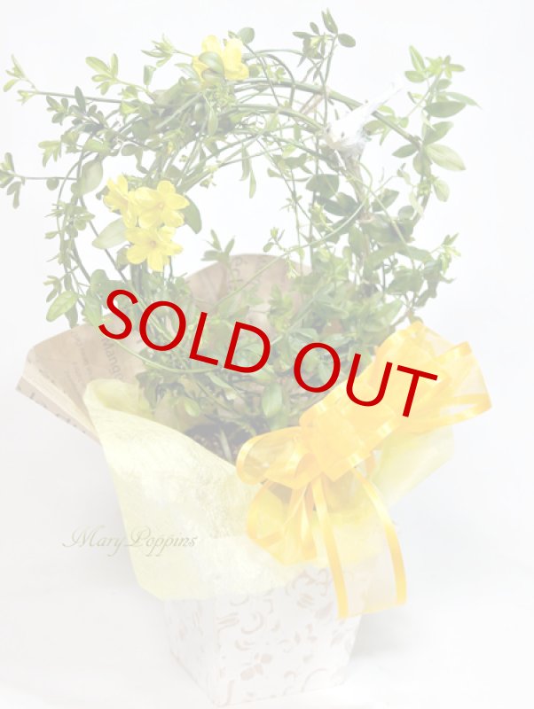 画像2: 黄梅（オウバイ）の鉢植えギフト (2)