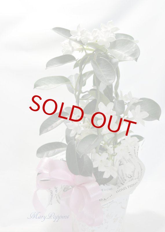 画像6: マダガスカル・ジャスミンの鉢植えギフト (6)