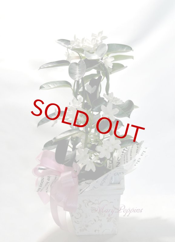 画像5: マダガスカル・ジャスミンの鉢植えギフト (5)