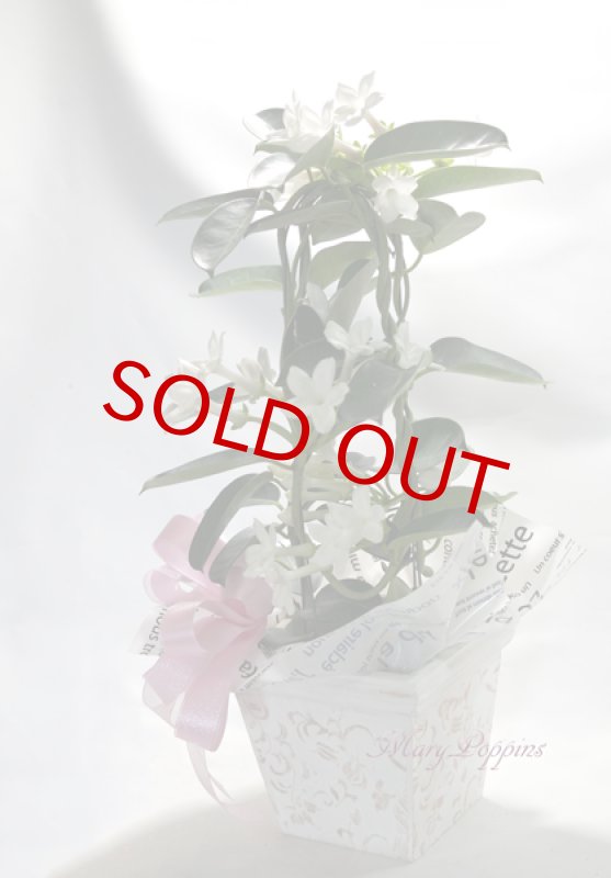 画像4: マダガスカル・ジャスミンの鉢植えギフト (4)