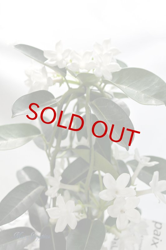 画像3: マダガスカル・ジャスミンの鉢植えギフト (3)