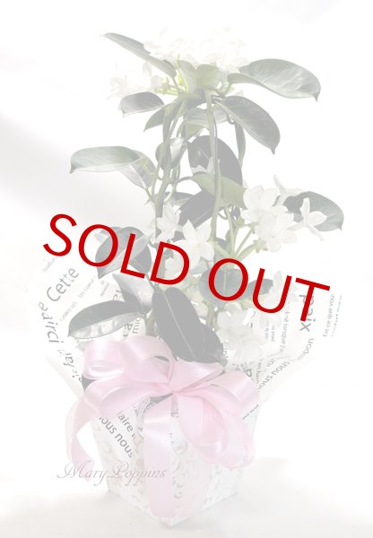 マダガスカル ジャスミンの鉢植えギフト フラワーギフトmarypoppins