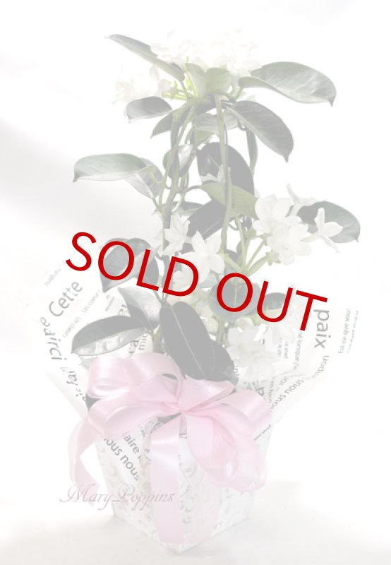 画像2: マダガスカル・ジャスミンの鉢植えギフト (2)