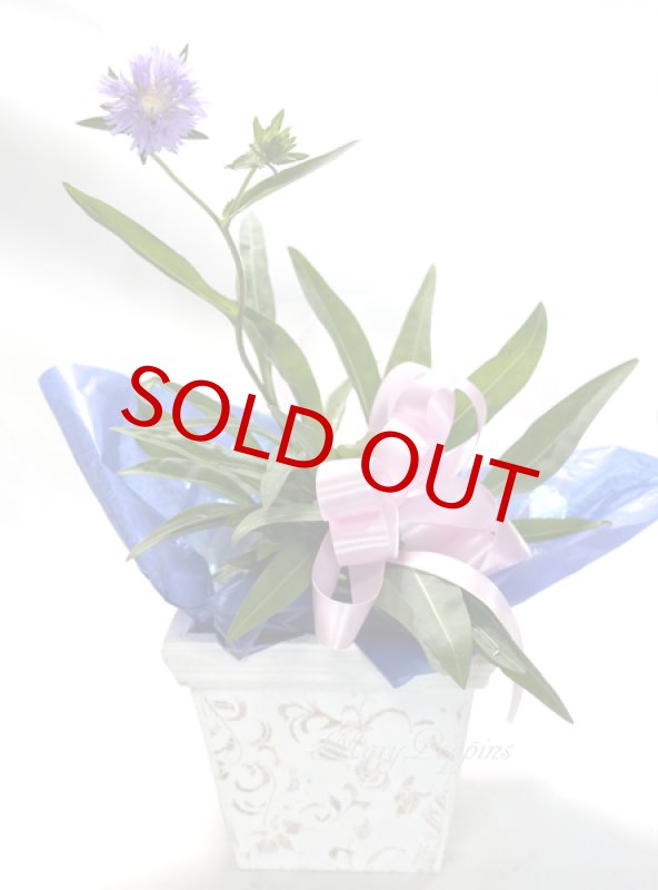 画像6: ストケシアの鉢植えギフト (6)