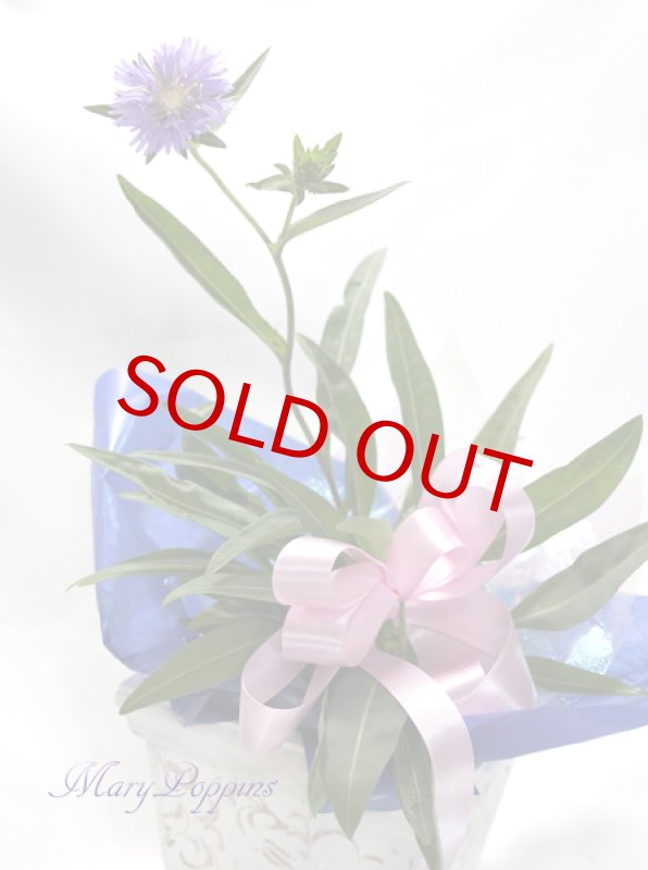 画像5: ストケシアの鉢植えギフト (5)