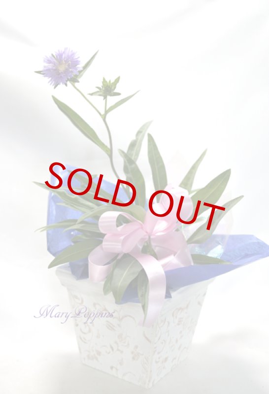 画像4: ストケシアの鉢植えギフト (4)