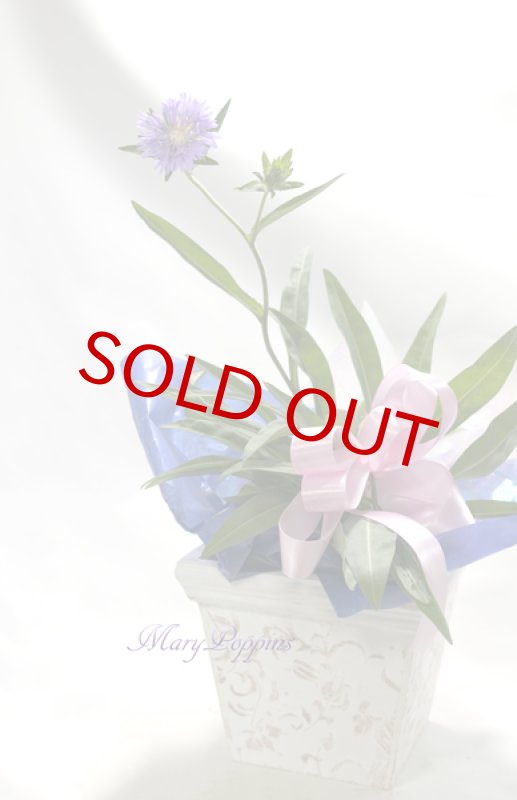 画像3: ストケシアの鉢植えギフト (3)