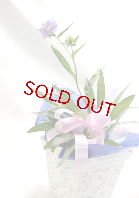 画像2: ストケシアの鉢植えギフト (2)