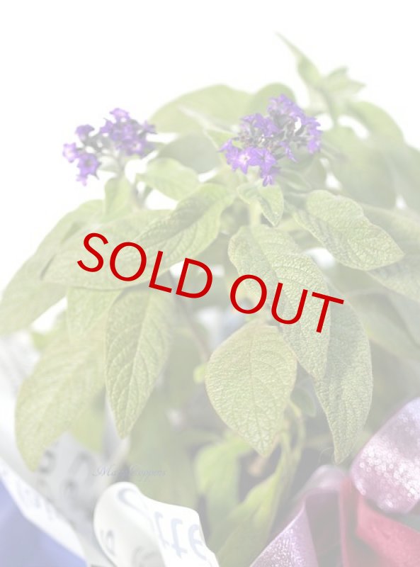 画像2: ヘリオトロープの鉢植えギフト (2)