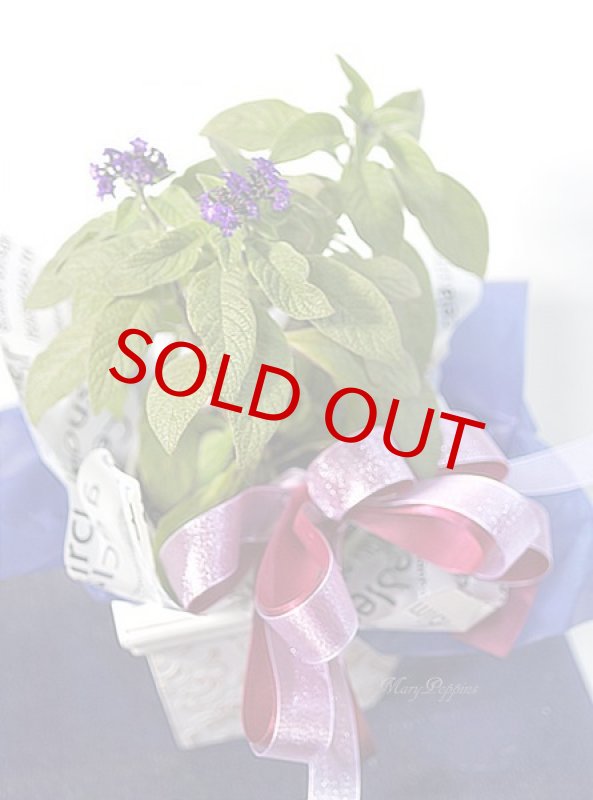 画像6: ヘリオトロープの鉢植えギフト (6)