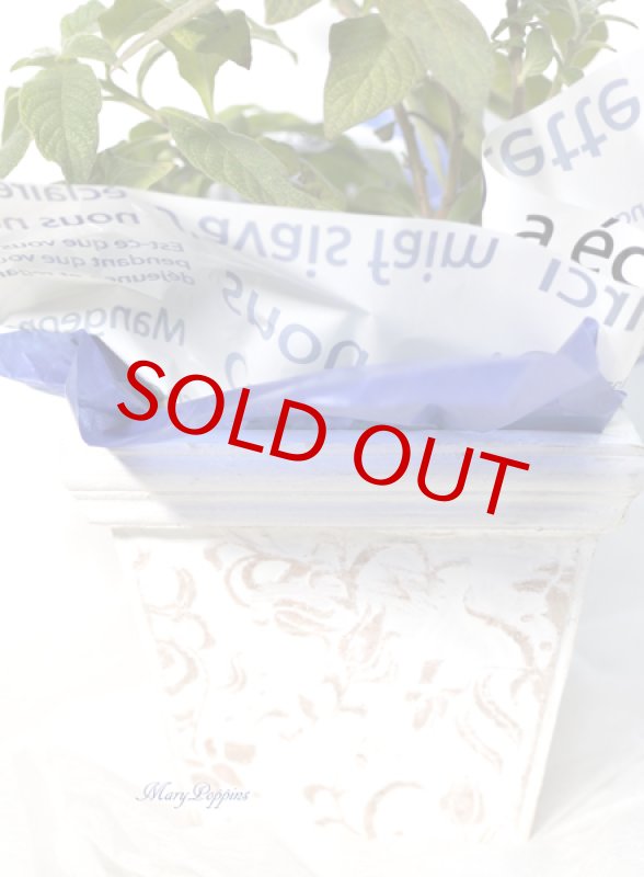 画像4: ヘリオトロープの鉢植えギフト (4)