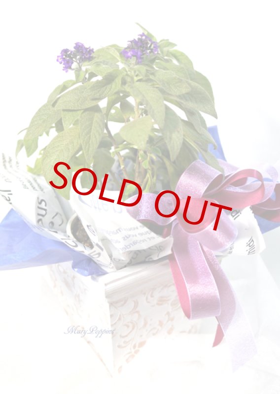 画像5: ヘリオトロープの鉢植えギフト (5)