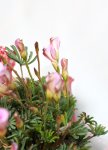 画像3: オキザリス-オータムピンクの鉢植えギフト (3)