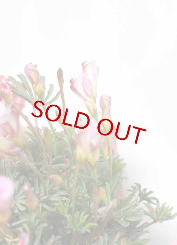 画像3: オキザリス-オータムピンクの鉢植えギフト (3)