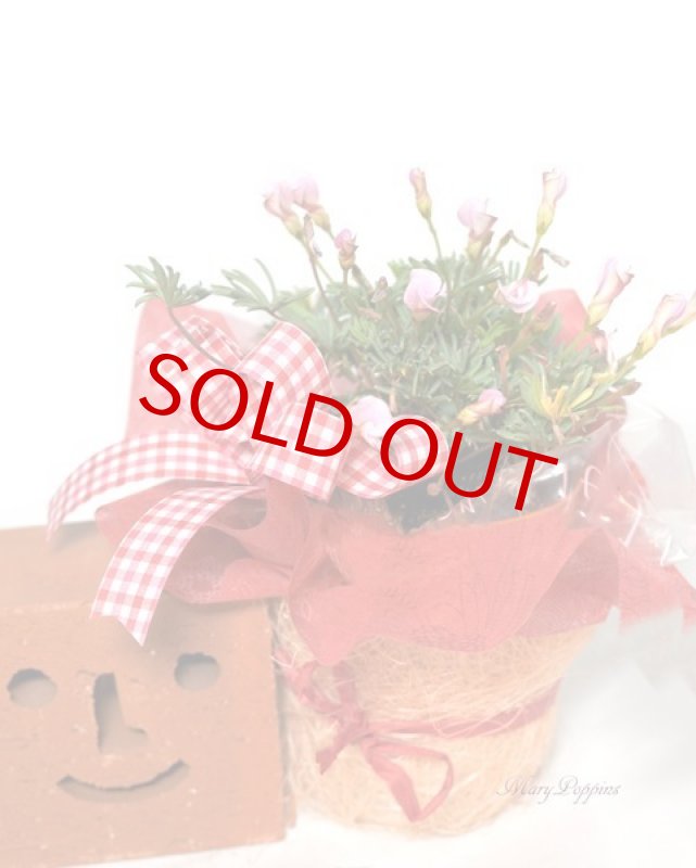 画像6: オキザリス-オータムピンクの鉢植えギフト (6)