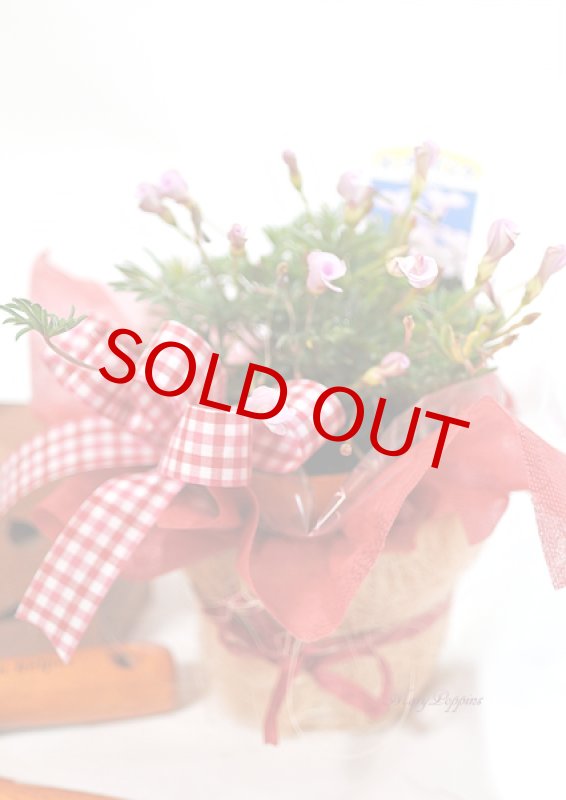 画像4: オキザリス-オータムピンクの鉢植えギフト (4)