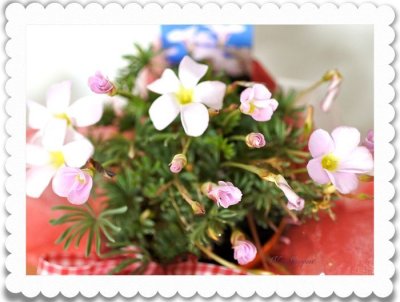 画像1: オキザリス-オータムピンクの鉢植えギフト