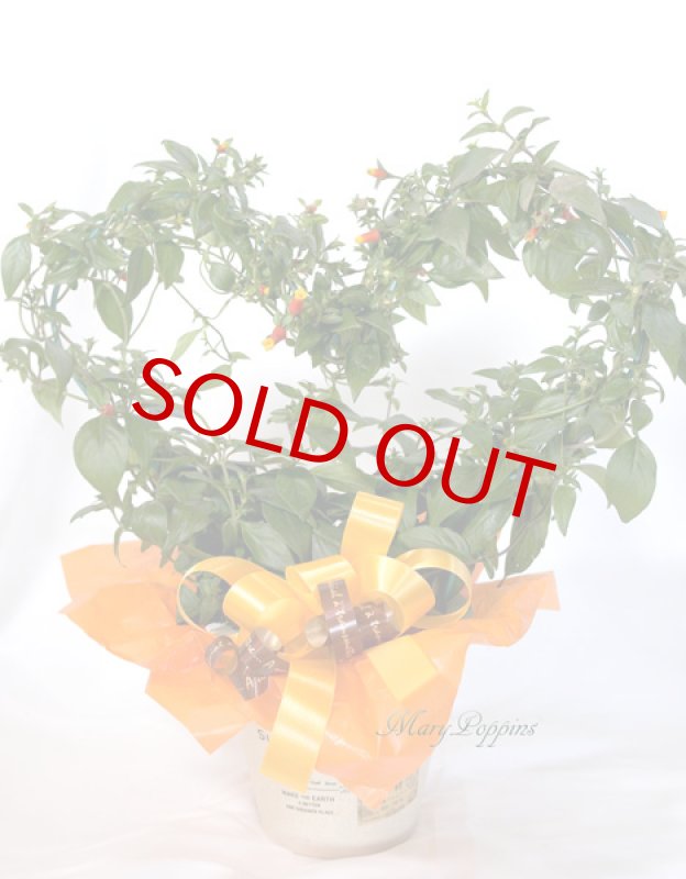 画像5: マネッチアの鉢植えギフト (5)