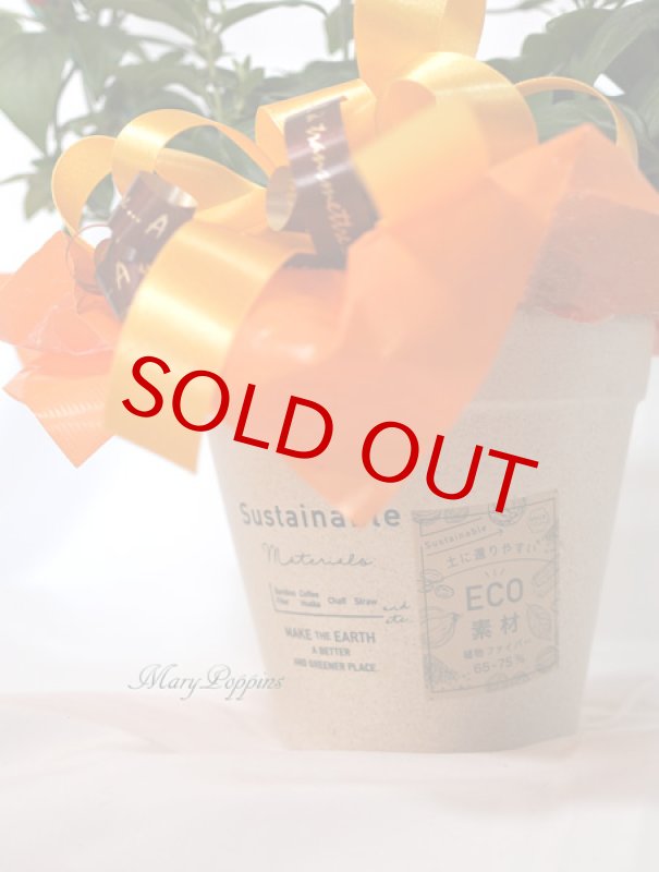 画像4: マネッチアの鉢植えギフト (4)