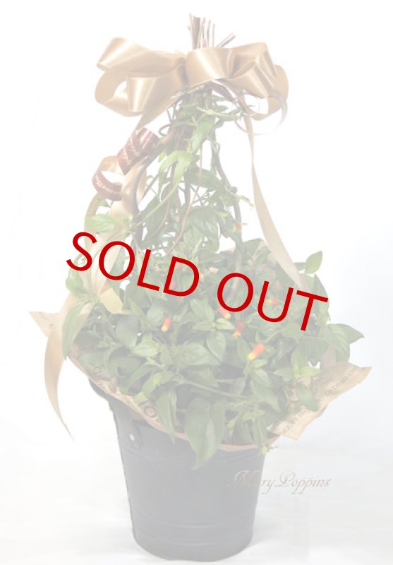 画像3: マネッチアの鉢植えギフト (3)