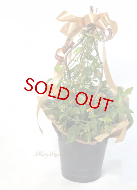 画像2: マネッチアの鉢植えギフト (2)