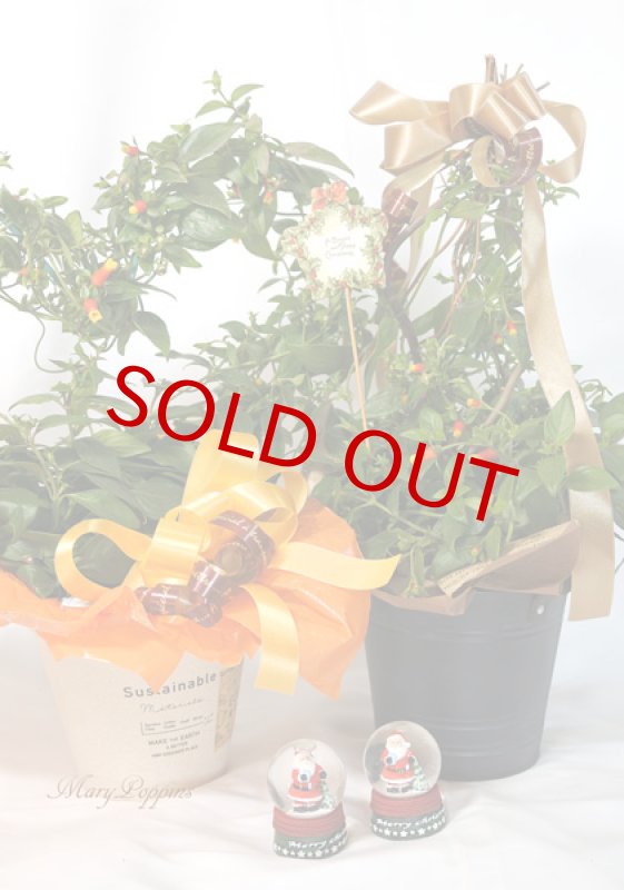 画像6: マネッチアの鉢植えギフト (6)