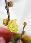 画像3: 蝋梅（ロウバイ）の新春アレンジメント (3)