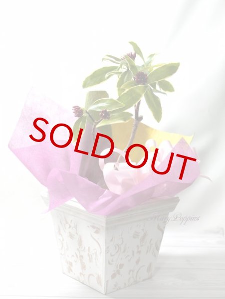 ジンチョーゲ苗木　沈丁花 の鉢植え 　鉢ごと発送 ジンチョーゲ 沈丁花 の鉢植え 鉢ごと発送