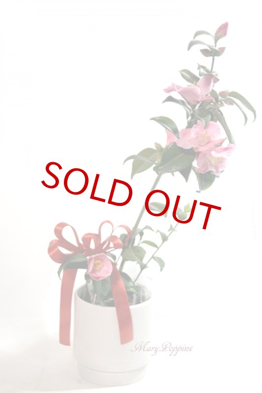 画像6: 匂い椿の鉢植えギフト (6)