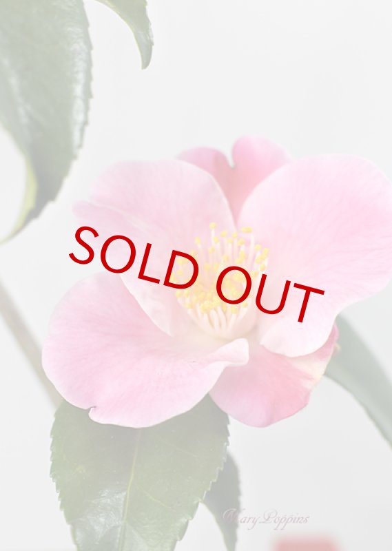 画像5: 匂い椿の鉢植えギフト (5)