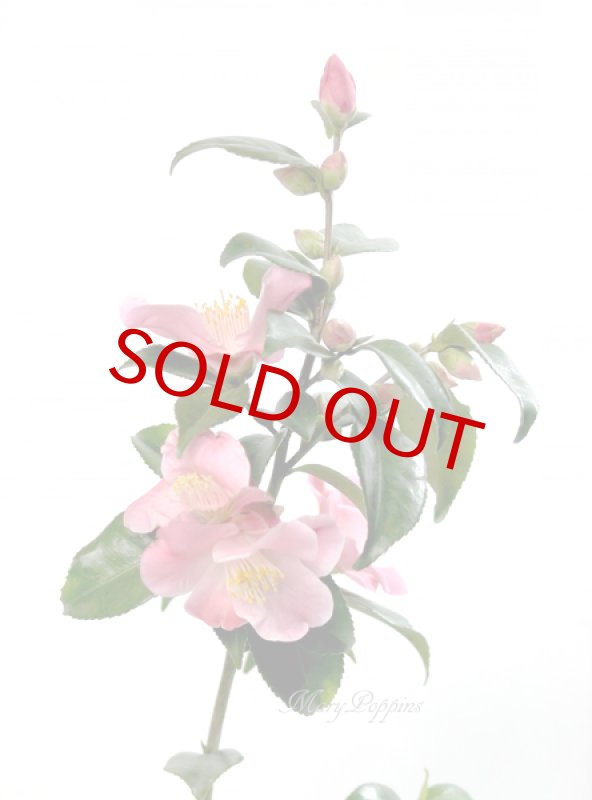 画像4: 匂い椿の鉢植えギフト (4)