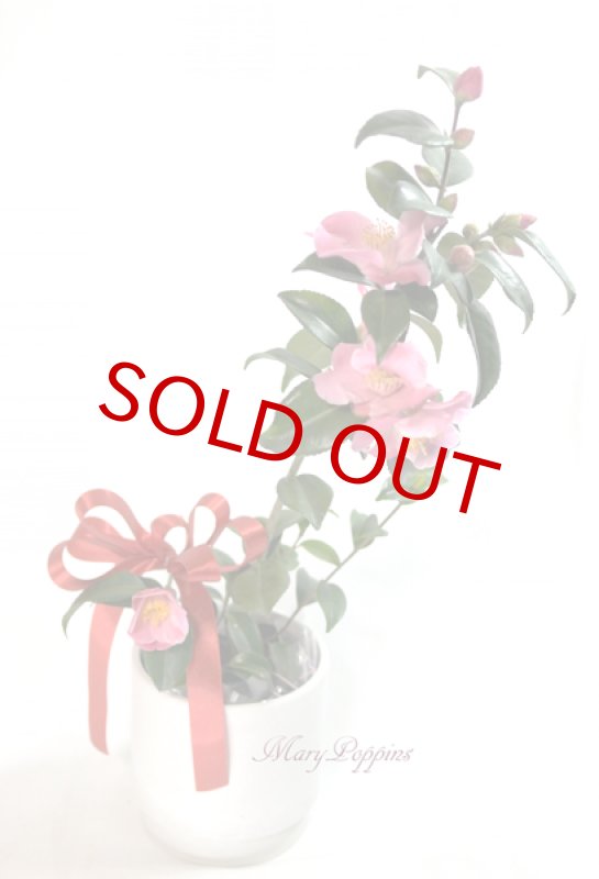 画像3: 匂い椿の鉢植えギフト (3)