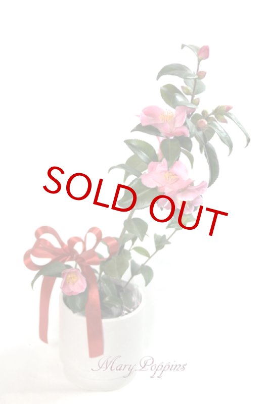 画像2: 匂い椿の鉢植えギフト (2)