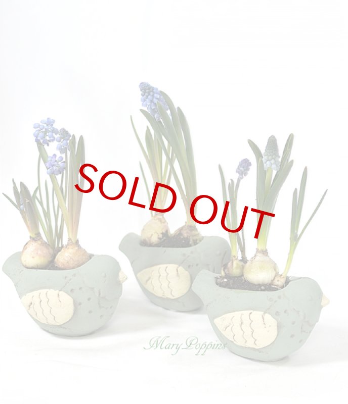 画像6: ムスカリと小鳥の鉢植えギフト (6)