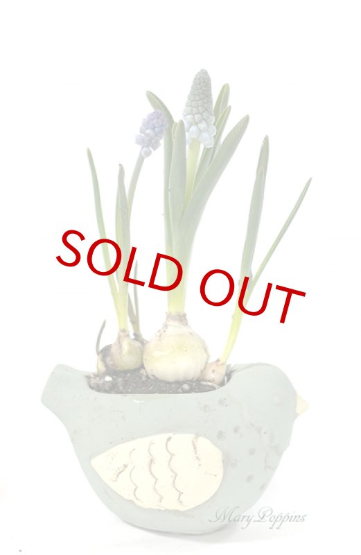 画像2: ムスカリと小鳥の鉢植えギフト (2)