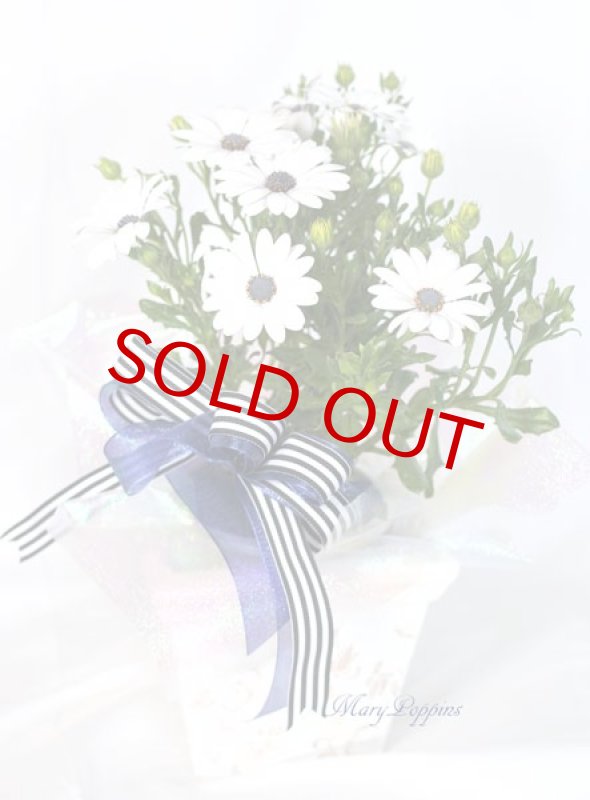 画像6: ディモルフォセカの鉢植えギフト (6)