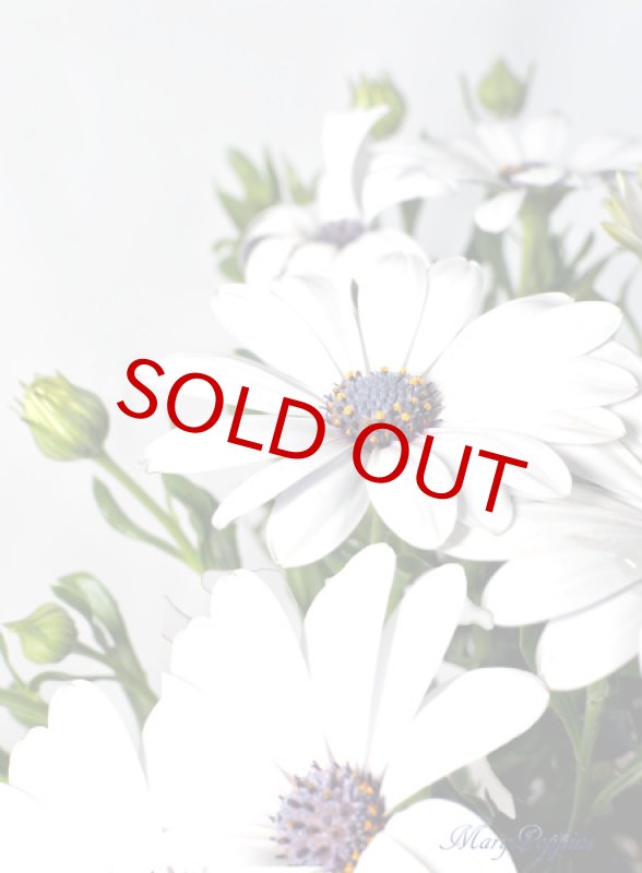 画像2: ディモルフォセカの鉢植えギフト (2)