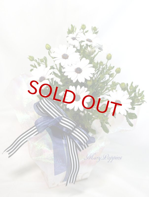 画像5: ディモルフォセカの鉢植えギフト (5)