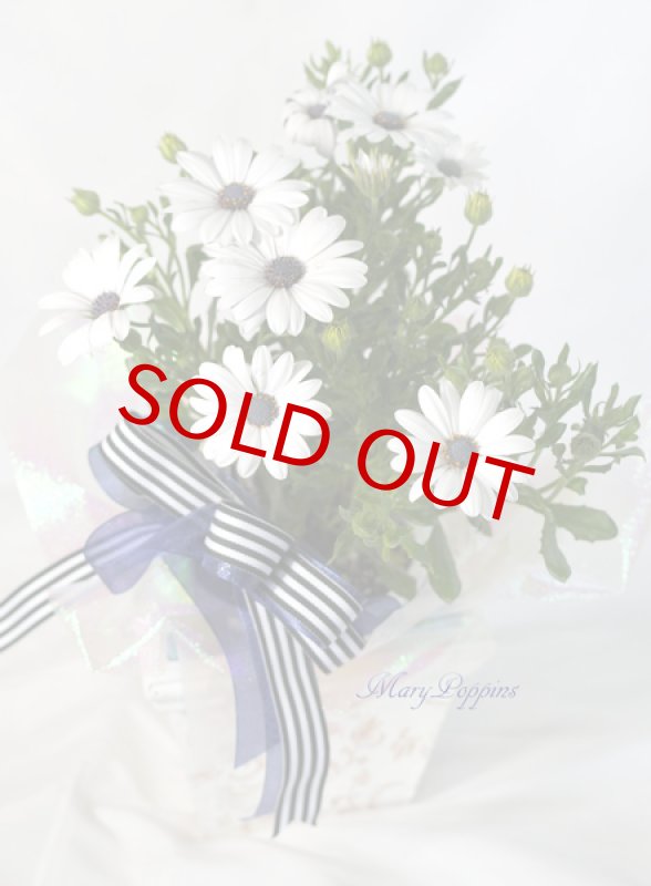 画像4: ディモルフォセカの鉢植えギフト (4)