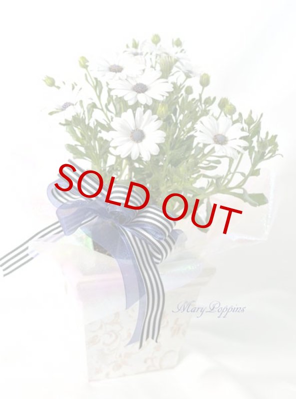 画像3: ディモルフォセカの鉢植えギフト (3)