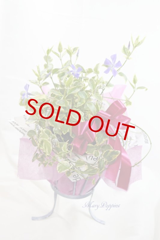 画像6: 蔓日々草（ツルニチニチソウ）の鉢植えギフト (6)