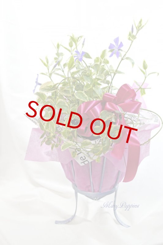 画像2: 蔓日々草（ツルニチニチソウ）の鉢植えギフト (2)