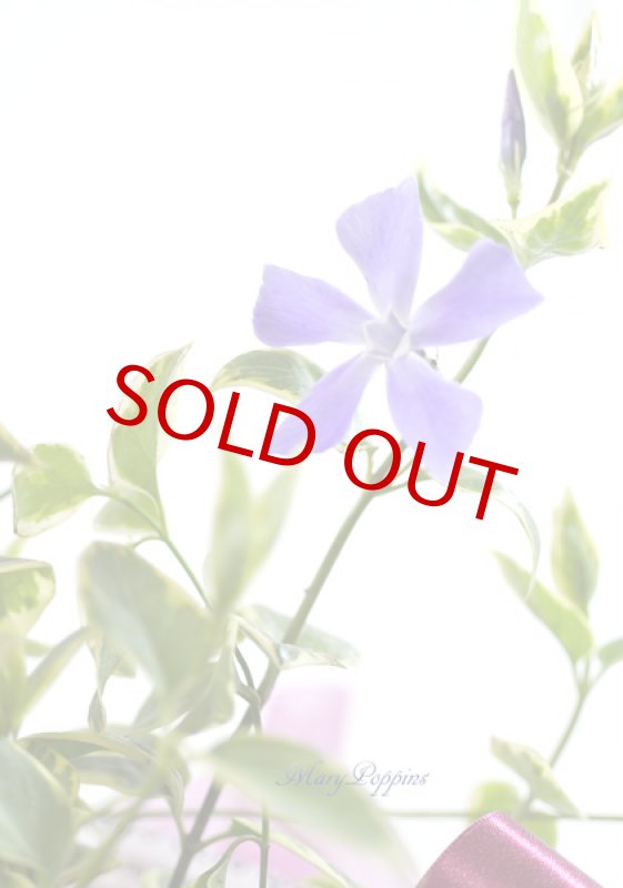 画像5: 蔓日々草（ツルニチニチソウ）の鉢植えギフト (5)