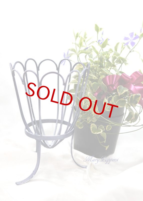 画像4: 蔓日々草（ツルニチニチソウ）の鉢植えギフト (4)