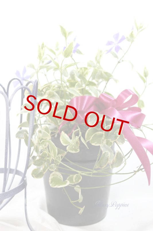 画像3: 蔓日々草（ツルニチニチソウ）の鉢植えギフト (3)