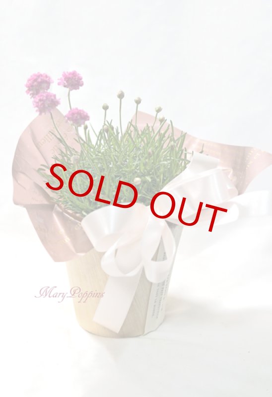 画像6: アルメリアの鉢植えギフト (6)