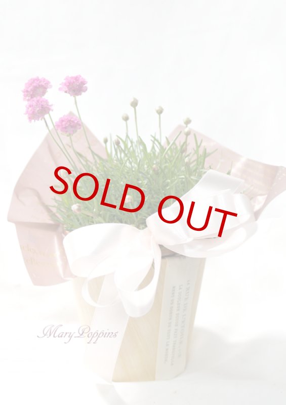 画像2: アルメリアの鉢植えギフト (2)