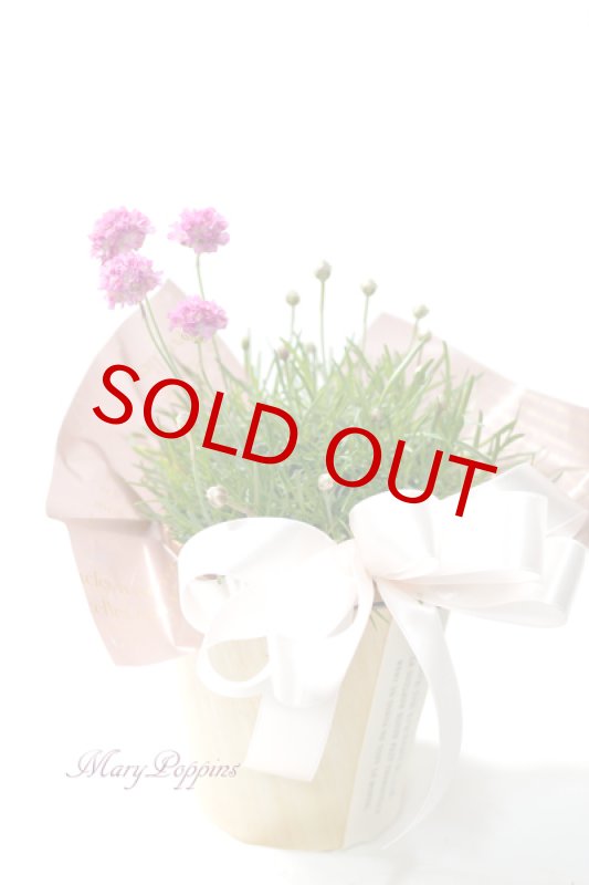 画像4: アルメリアの鉢植えギフト (4)